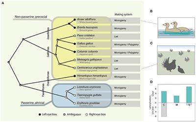 Behavioral and Evolutionary Perspectives on Visual Lateralization in Mating Birds: A Short Systematic Review